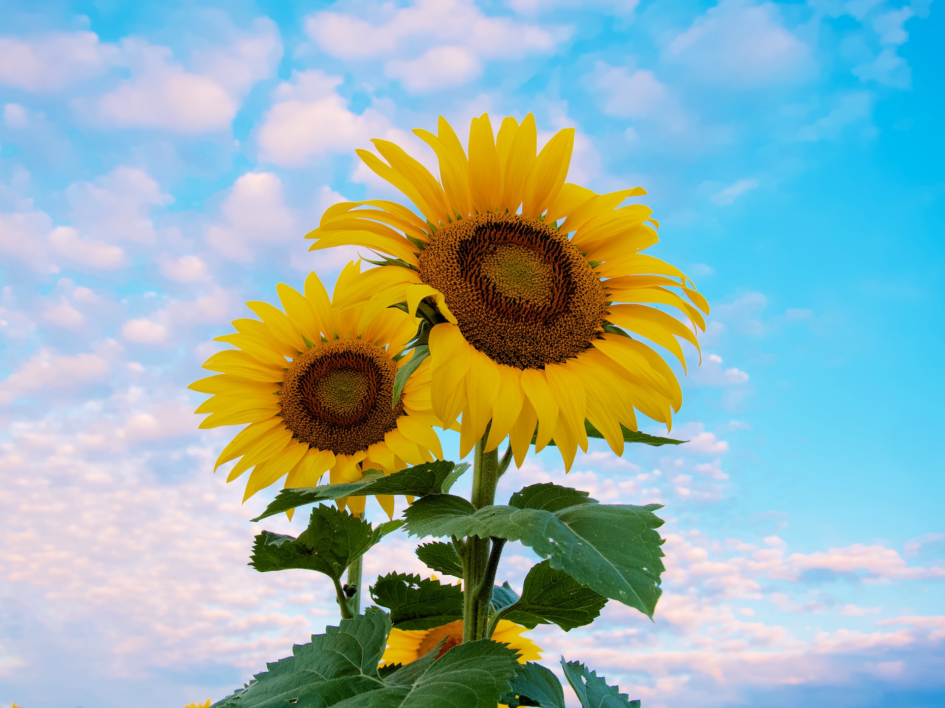sunflowers with the sky as a backdrop